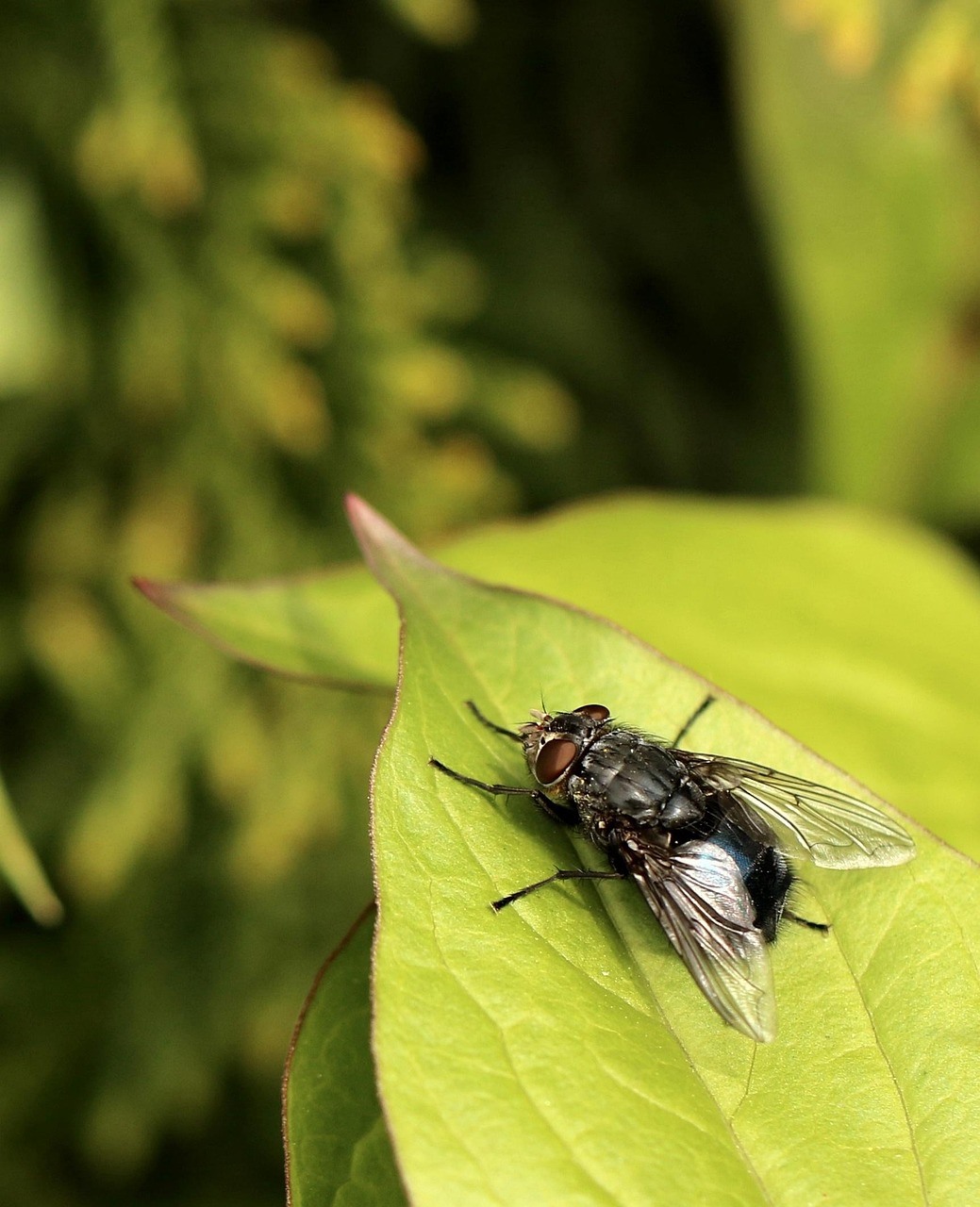 mucha, closeup, insect, fly, macro, wings, hairy, magnification, green, nature, garden, leaf, plant, legs, leaf texture